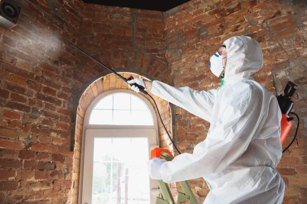 Best Basement Mold Removal in Carnegie, OK